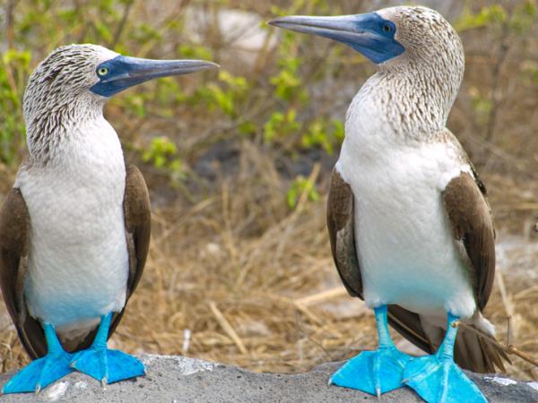 Galapagos 7 day Western Islands cruise