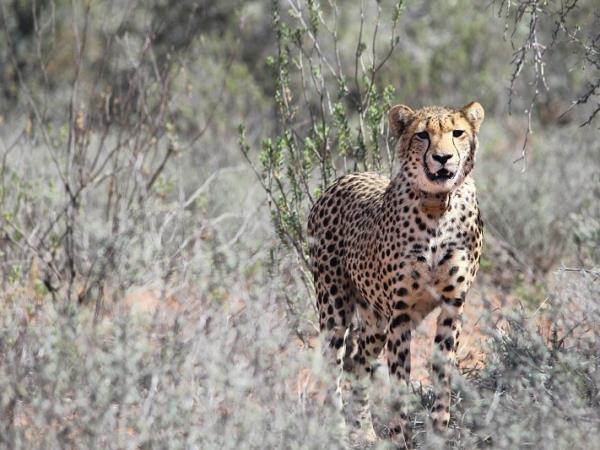 Family wildlife volunteering vacation, South Africa