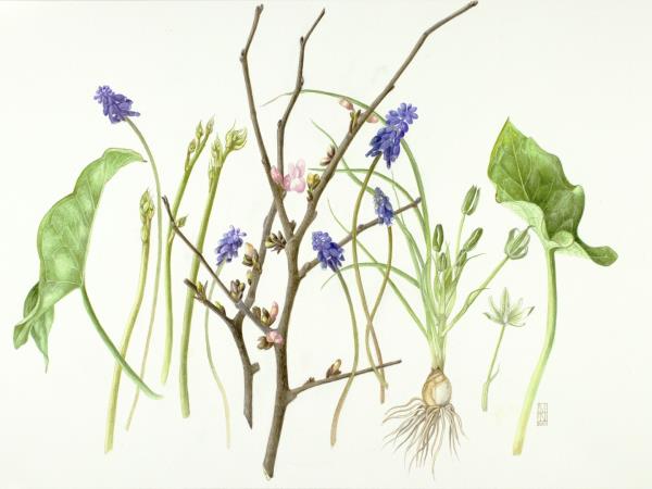 Botanical painting course in Greece