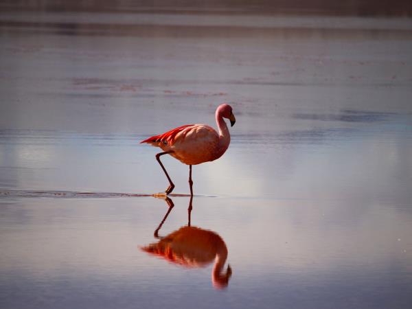 Northern Chile, Bolivia & Peru vacation
