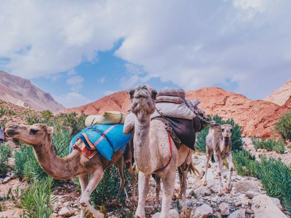 Morocco walking vacation in comfort