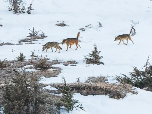 Wolf Tracking vacation in Central Appenines, Italy