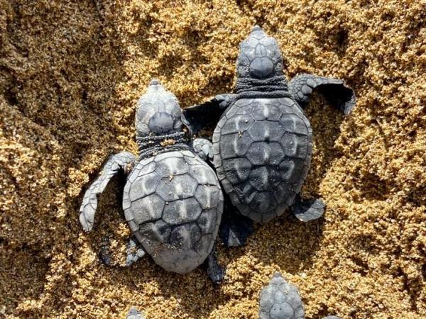 Greece turtle conservation vacation