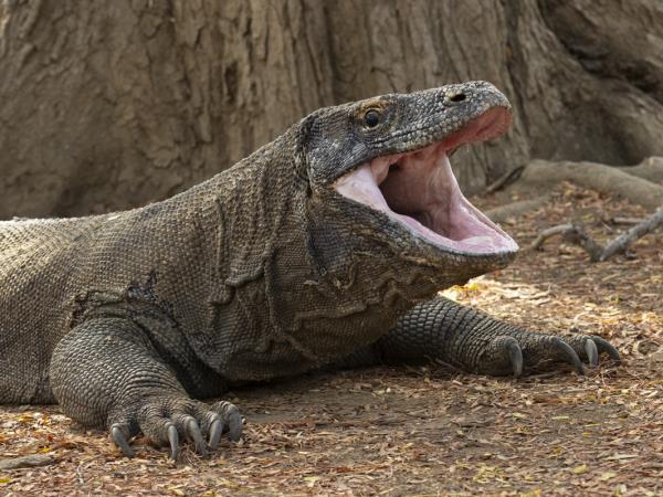 Komodo snorkelling tour, manta rays & dragons