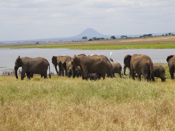 Tanzania on a budget, 4 day tour