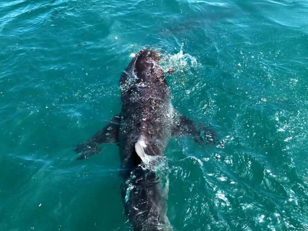 Shark conservation project in South Africa