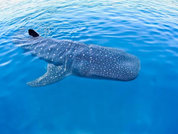 Maldives Whale Shark Conservation Research Expedition