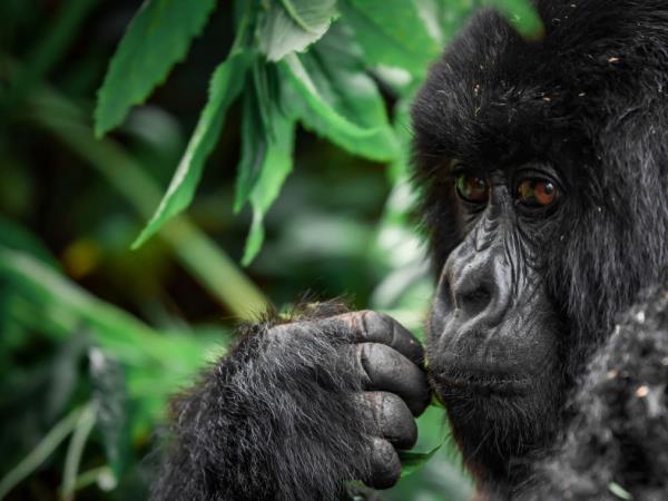 Rwanda small group gorilla tour