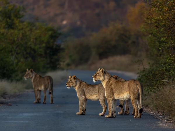 Wildlife Photography Internship, South Africa