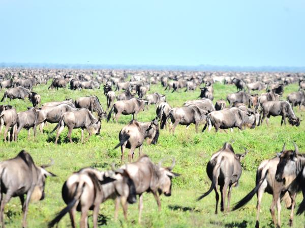 8 day great migration safari in Tanzania