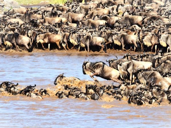 Great migration photography vacation, Tanzania