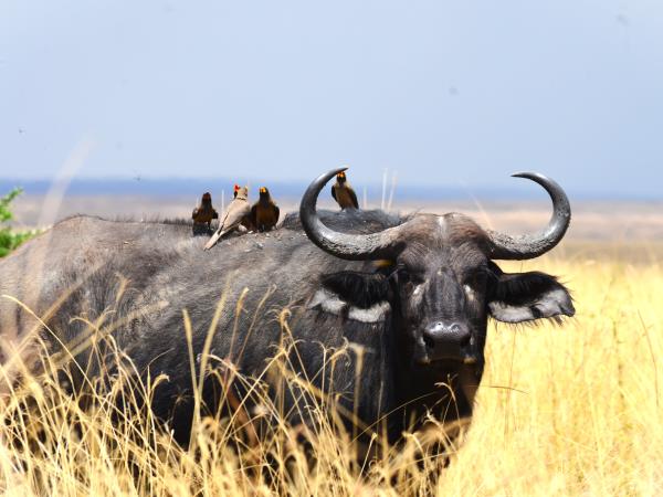 Tanzania green season safari vacation