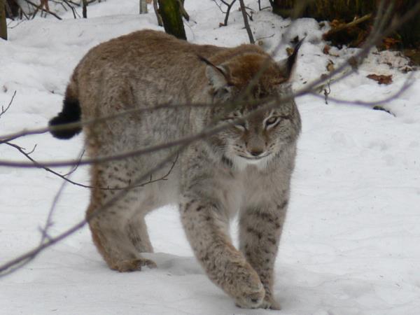 Transylvania wildlife vacation, lynx watching and tracking