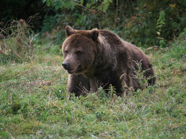 Romania wildlife holiday, bear watching and tracking