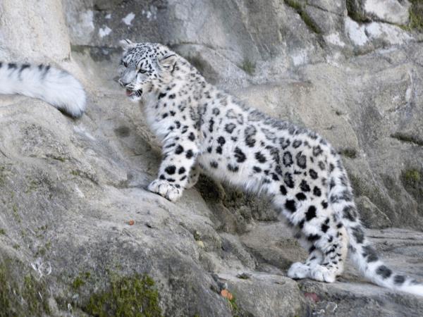 Snow leopards photography tour in Mongolia