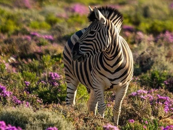Cape Town spring flowers vacation
