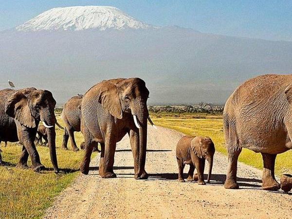 Amboseli and Tsavo safari vacation, Kenya