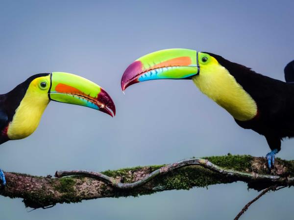 Costa Rica honeymoons