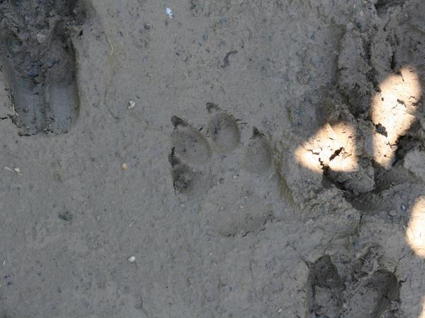 Wolf tracking vacation in Romania