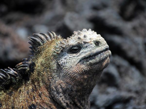 Ecuador highlights & Galapagos island hopping vacation