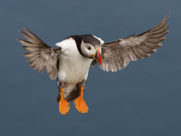 Shetland wildlife vacation, Scotand