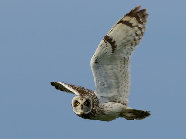 Outer Hebrides wildlife vacation, Scotland