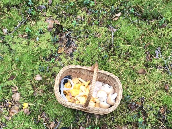 Foraging tour in Estonia