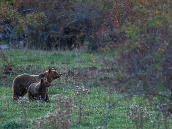 Italy wildlife vacation, Abruzzo