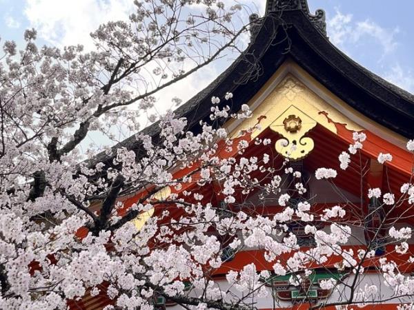 Essential Japan family tour, 8 days