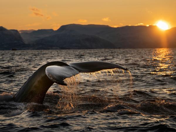 Norwegian fjords whale watching vacation