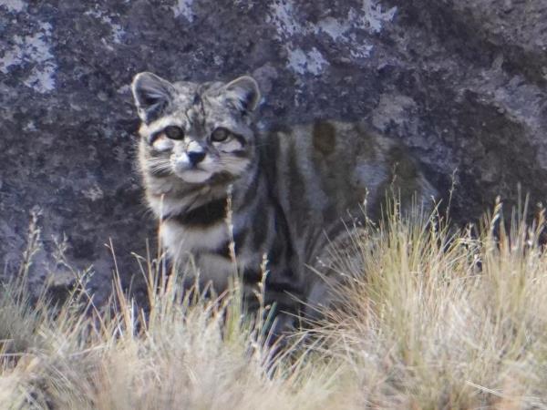 Andean Mountain Cat expedition, Chile