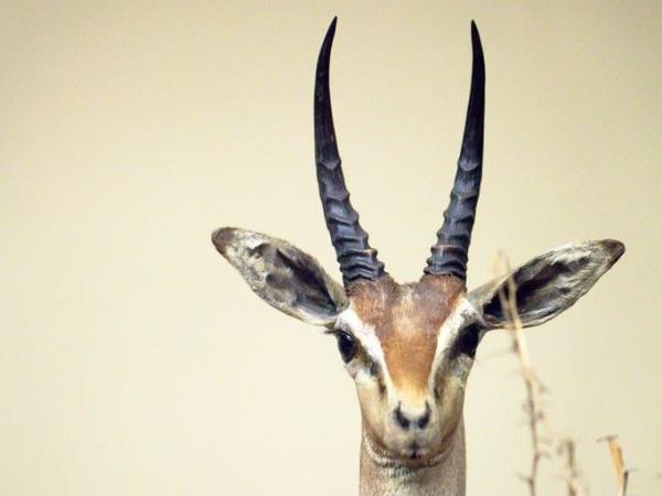 Ethiopia and Djibouti endemic wildlife tour