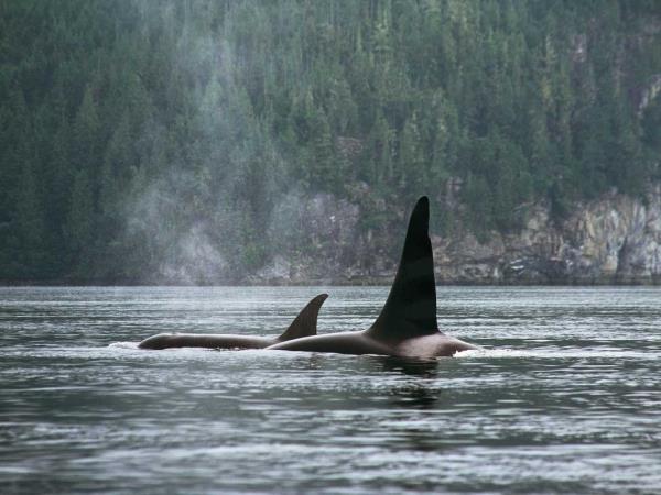 British Colombia self drive wildlife vacation