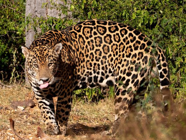 Pantanal wildlife cruises in Brazil