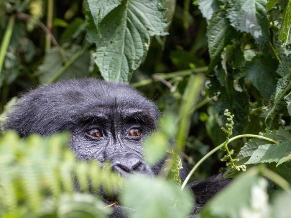 14 day Uganda safari tour