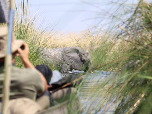 Botswana northern parks and Okavango Delta tour