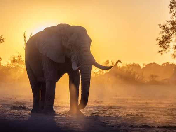 Okavango Delta exclusive group vacation