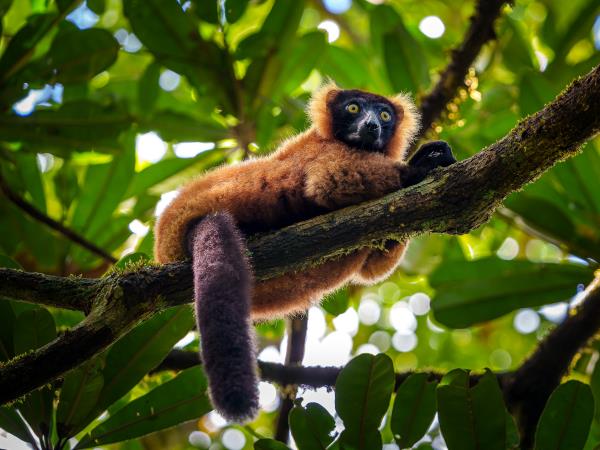 Masoala Peninsula wildlife vacation, Madagascar
