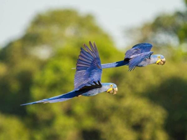 Brazil luxury nature vacation