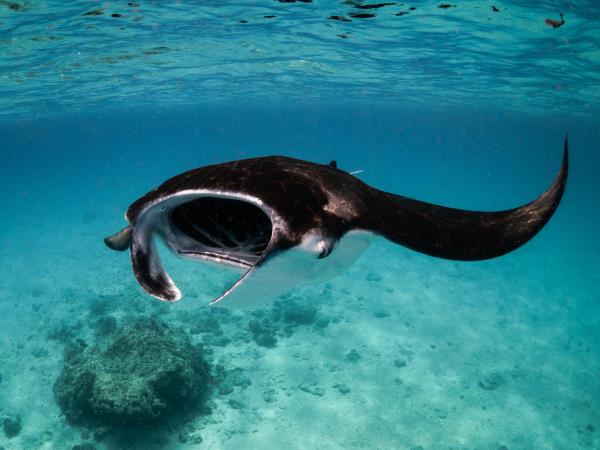 Maldives marine conservation cruising vacation