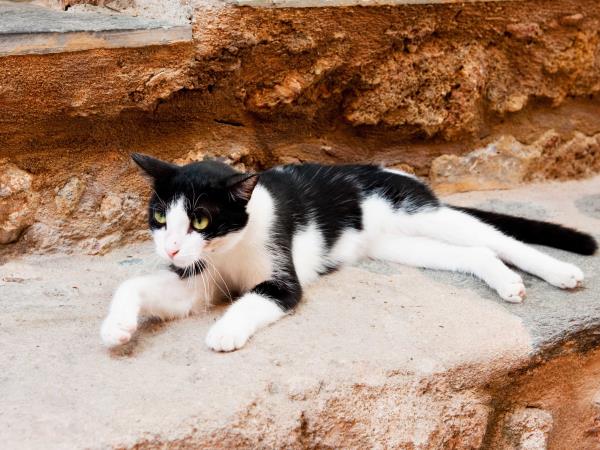 Animal welfare volunteering vacation in Greece