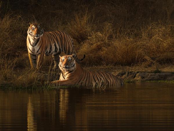 Tiger safari and Golden Triangle tour in India