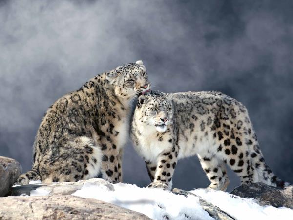 Snow leopard tracking vacation, Spiti Valley