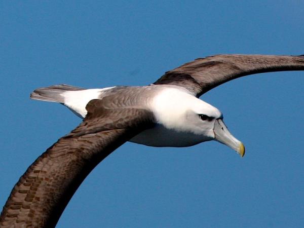 Tasmania bird watching vacation, Australia