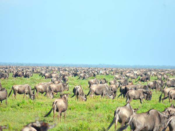 Serengeti luxury short safari vacation