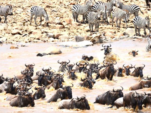 Tanzania Great Migration and Serengeti Safari vacation