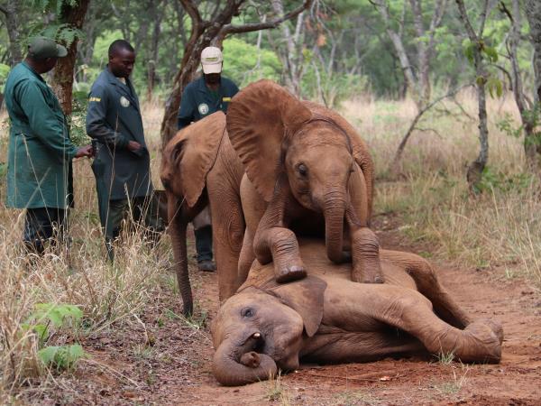 Zambia elephant conservation vacation
