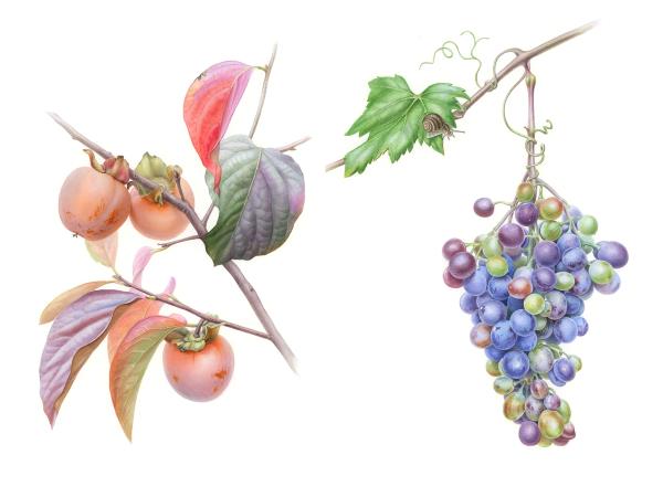 Botanical painting vacation in Greece