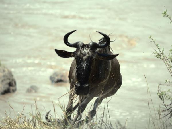 Tanzania national park safari vacation