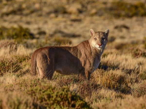 Wild puma tracking holiday in Patagonia